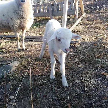 住宿加早餐酒店 Turizam Koturovic 伊万尼察