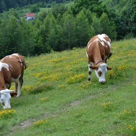 Nocleg ze śniadaniem Turizam Koturovic Ivanjica